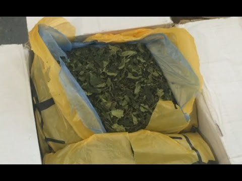 Malpensa (VA) - Sequestrata una tonnellata di Khat , la droga dei poveri (08.10.15)