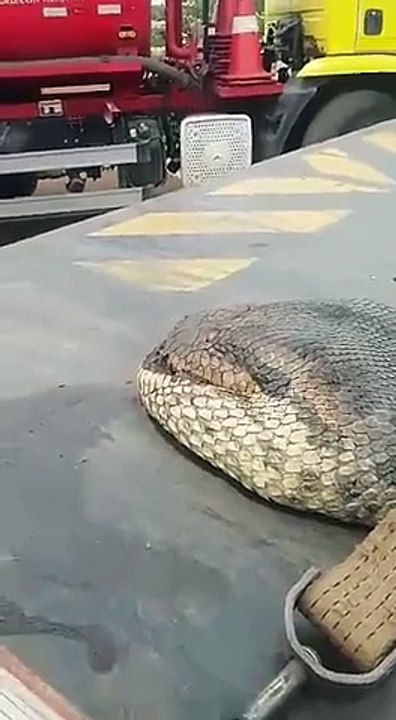 OH WOW BIG ANACONDA
