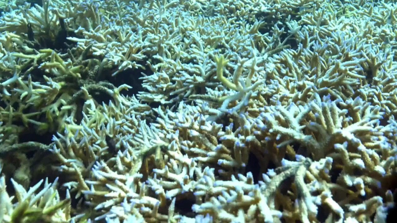 Huge underwater heatwave causes global coral bleaching event