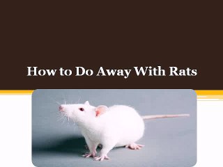 how to catch a rat
