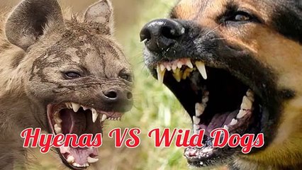 HYENAS VS WILD DOGS - Animal vs Animal