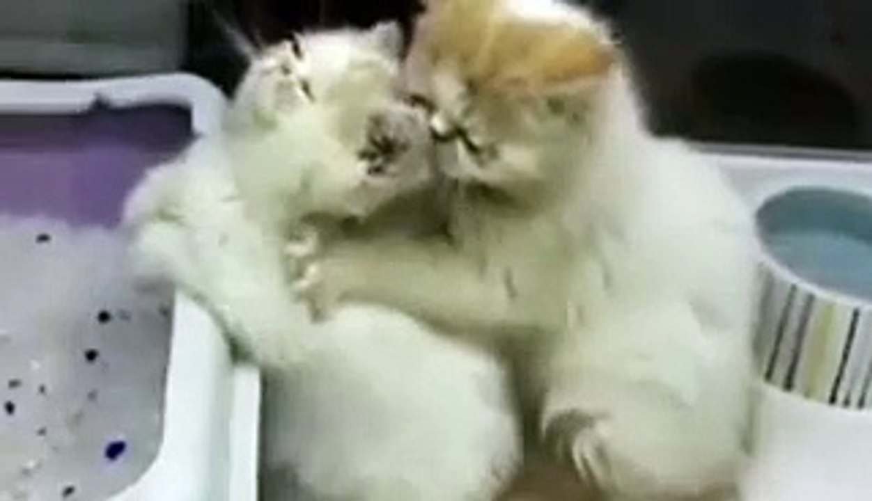 Un chaton fait un massage