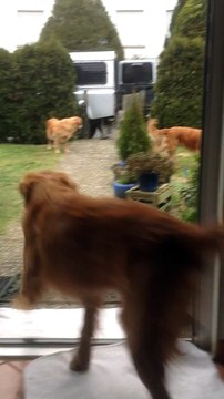 2 chiens Golden Retriever aident leur maître à porter les sacs de course