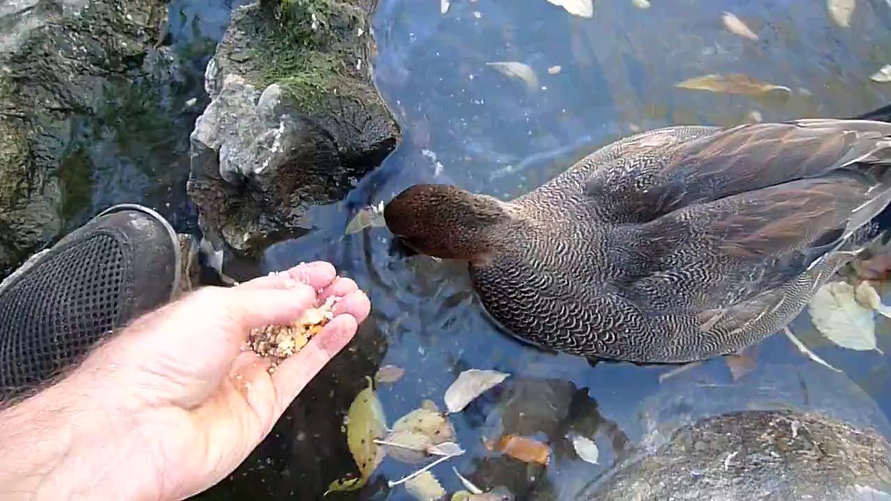 Gadwall Duck