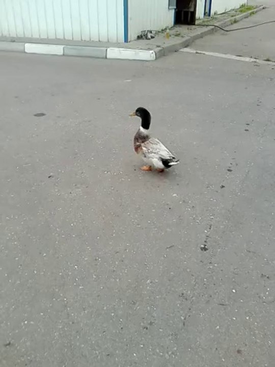 Утка
