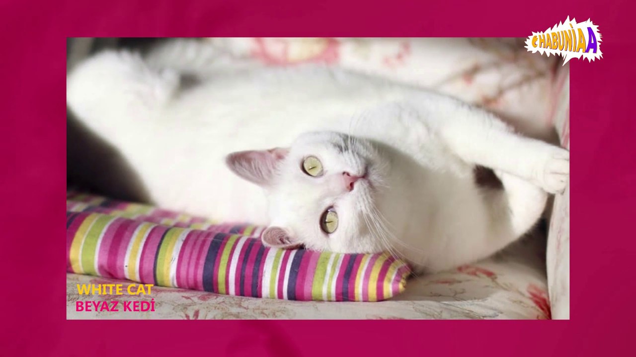 BEYAZ KEDİ - WHITE CAT