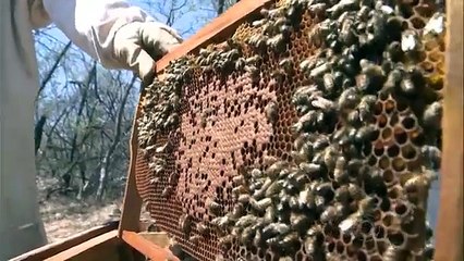 Famílias investem na apicultura para conviver com seca