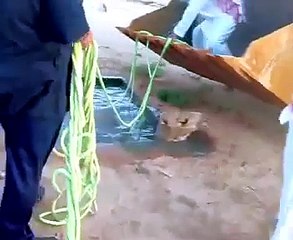 Saudi Arabia the Worst Camel Rescue which indirectly they Killed Him