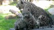 Illinios presenta a sus dos nuevos cachorros de leopardo de las nieves