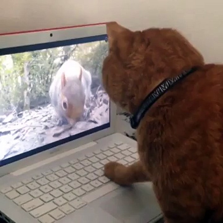 Chat vs écureuil ordinateur
