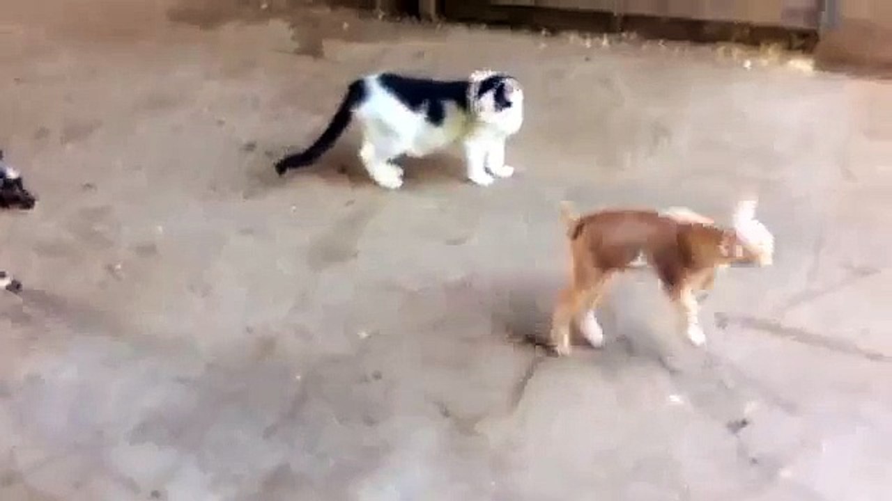 Кошка и козлята