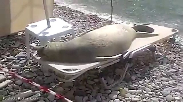 Морской лев загорает на шезлонге