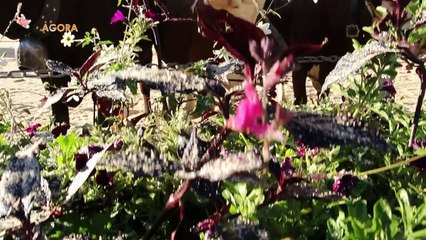 AGORA - 8 octobre 2015 - Voyons Voir  - TéléGrenoble