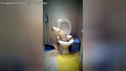 Как культурный котя ходит в туалет ))