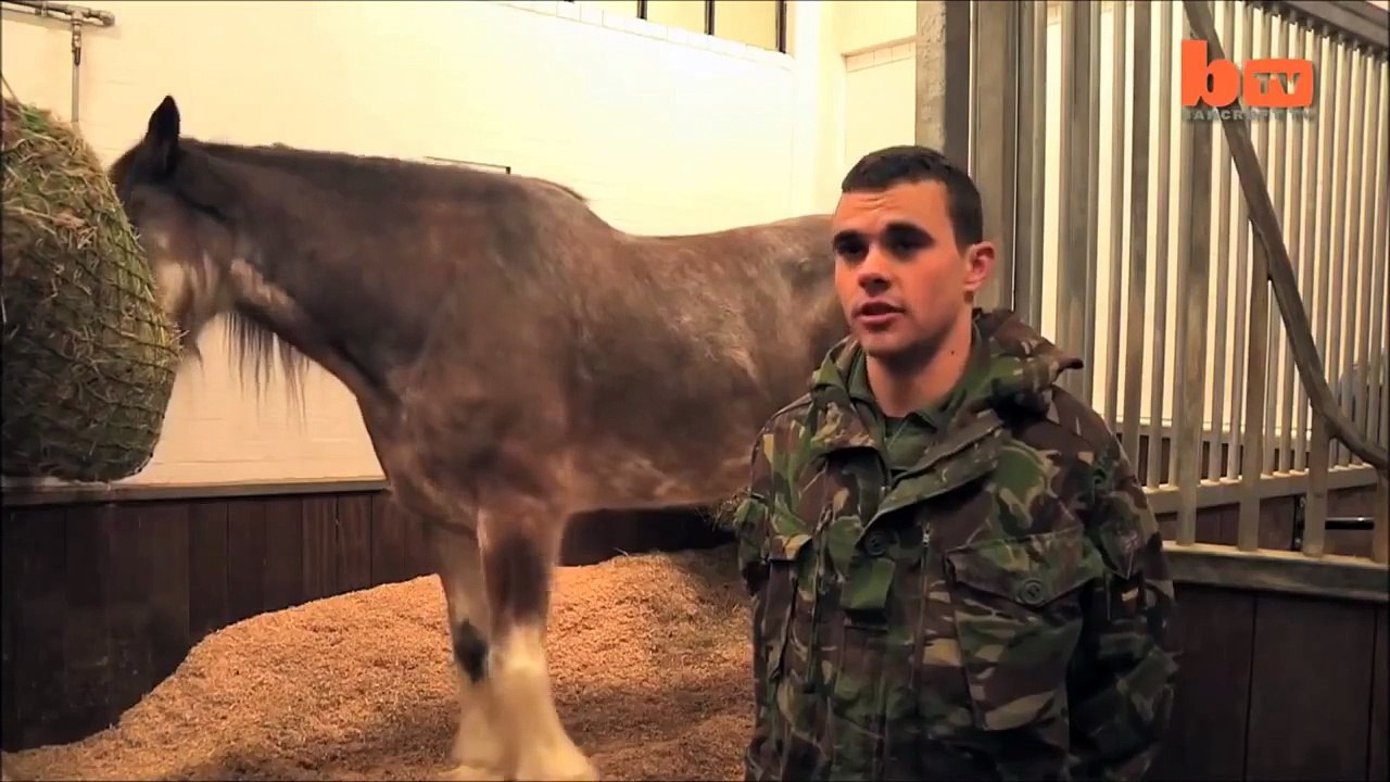 Самые большие и сильные лошади мира