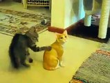 Funny Cat Doing Tricks to Make Sad Cat Happy