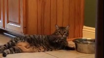 Funny Cat Drinking Water in a Strange Way