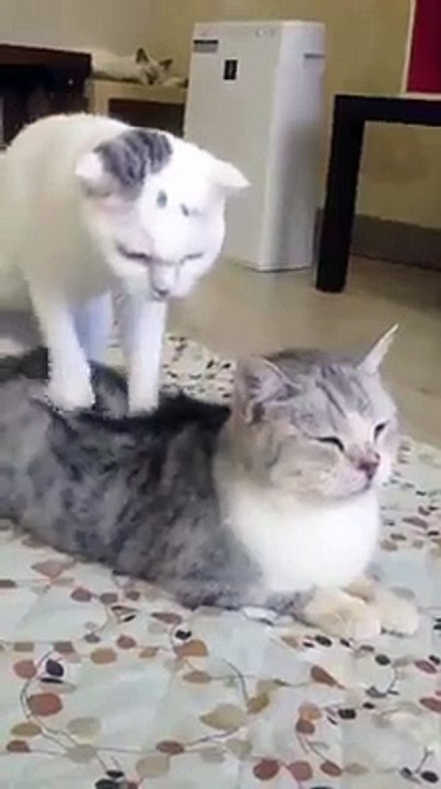 true love in animals