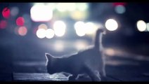 CUTE Cat But Afraid,,Help the HOMELESS