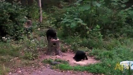 Кот опять гоняет медведя