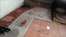 Young chicken adorably takes on 4 puppies