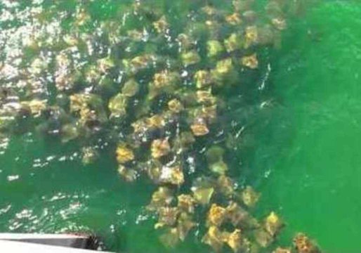 Sting Rays Converge on Florida Pier