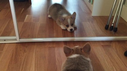 Corgi puppy doesn't understand mirrors