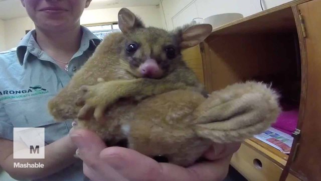 Baby orphaned possum snuggles her toy kangaroo, melts your heart
