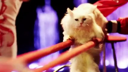 Guys created the perfect bed box fo Cats