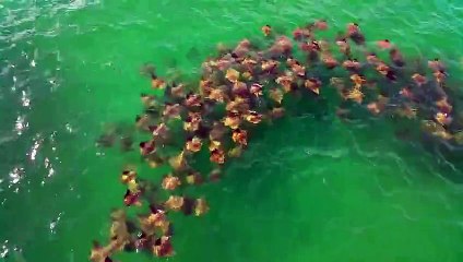 Sting Rays Converge on Florida Pier
