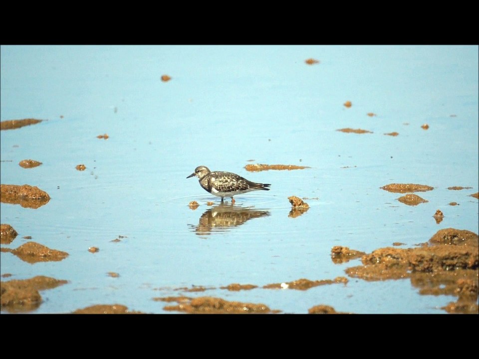 Tournepierre à collier