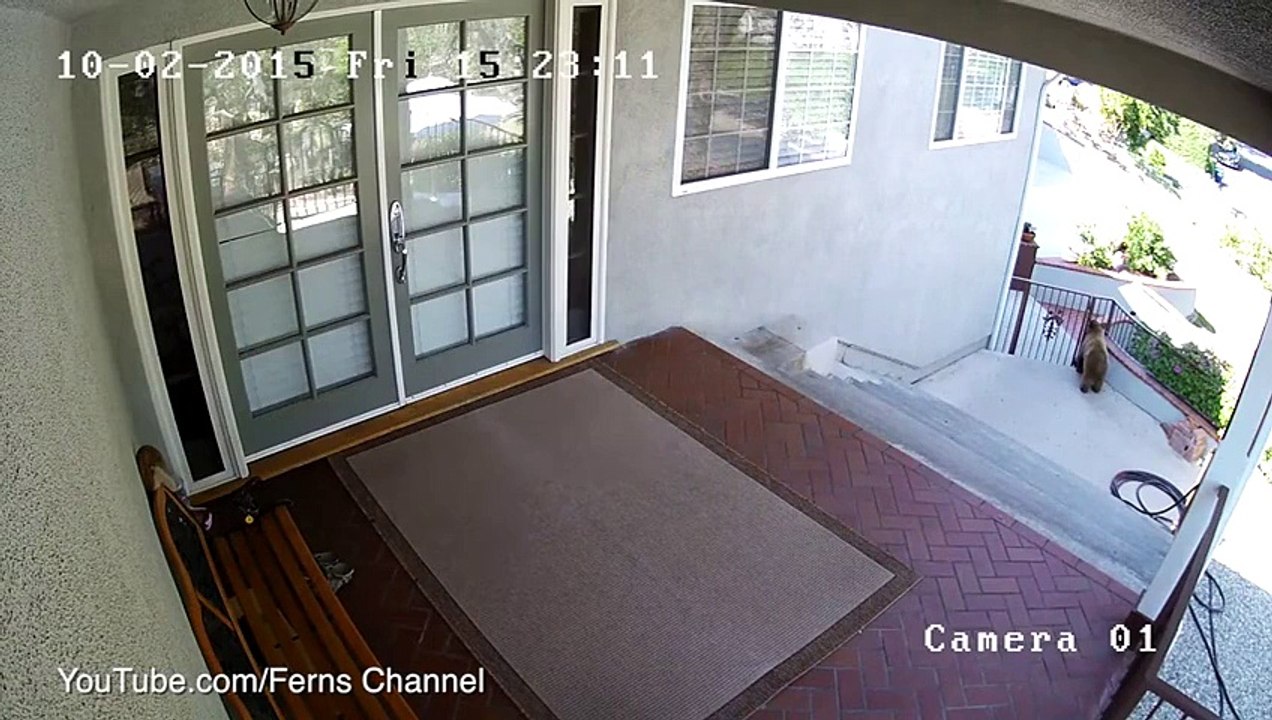 2 ours vs 1 pit-bull