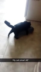 Ghost the Cat Takes the Stairs