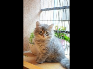 Les Sibs des Plumes d'Opale Portée 2 (3)