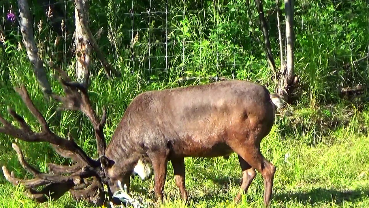 Alaska journey