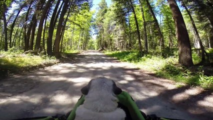 Off Roading with your Dogger Stroller