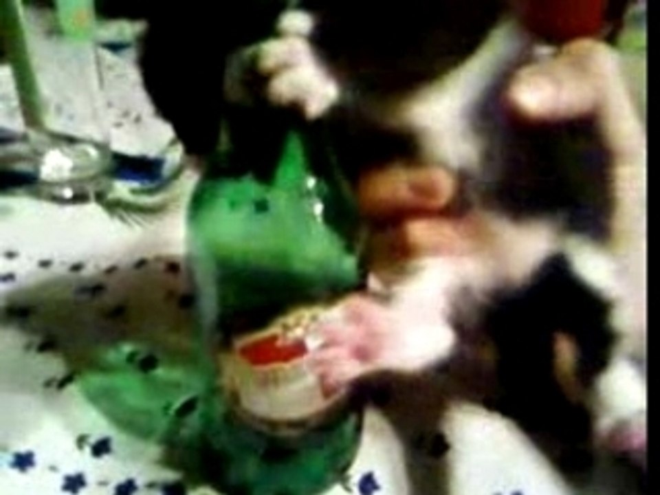petit chat alcoolique
