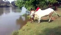 woow what of fantastic jump of this bull... must watch n share - Video
