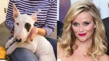 Reese Witherspoon nous présente son nouveau toutou