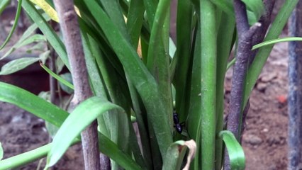 Ant rape in Imaging Flower tree