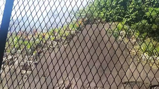 Macacos fogem de incêndio em morro de Vitória