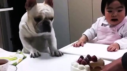 Бульдог сладкоежка обиделся