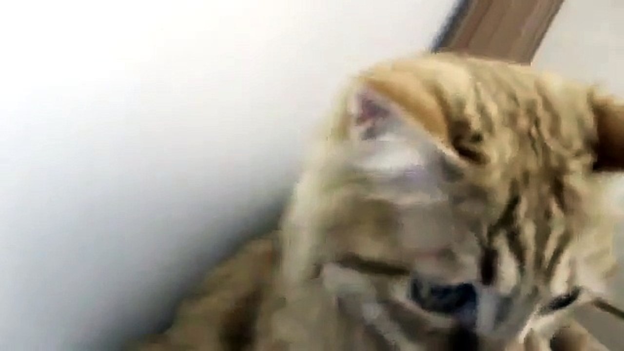 Кот играет с пылесосом