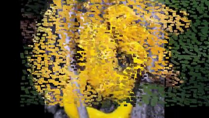 Most Dangerous  Yellow Python Snake  in North America