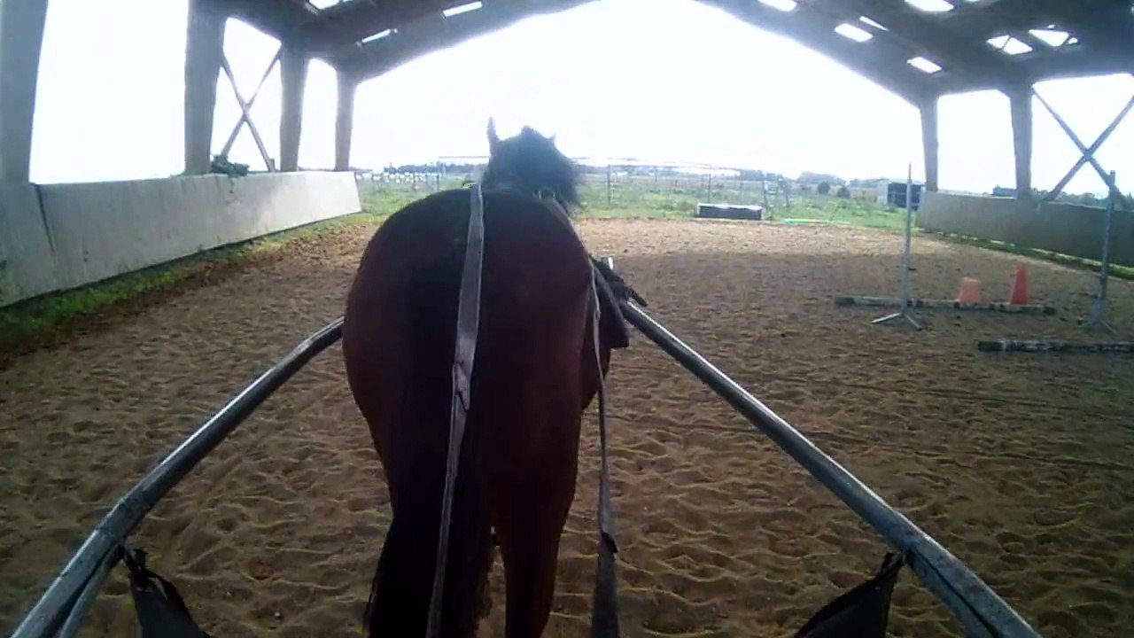 Elfic attelé 1ere fois