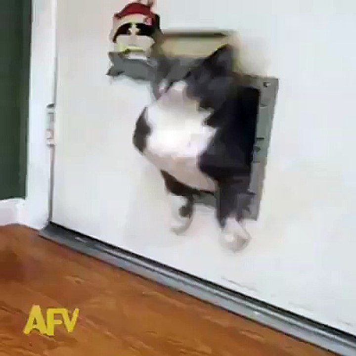 Animaux Gag