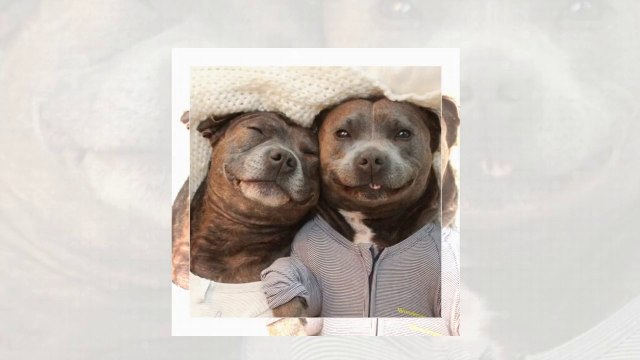 Cобаки, которые обожают обниматься и не могут жить друг без друга