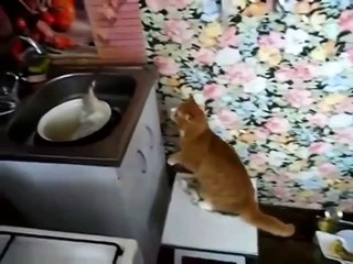 Докатились, кот испугался живую рыбу!