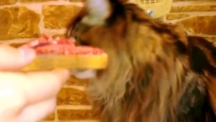 Кот против колбасы!