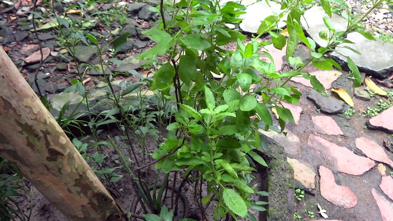Green Plant